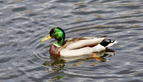 Duck swimming in lake