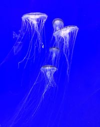 Close-up of jellyfish against blue background