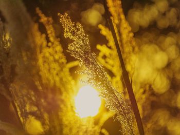 Close-up of grass during sunset