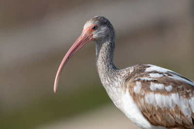 White ibis up close