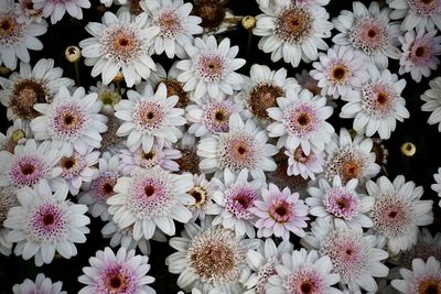 High angle view of pink flowering plants