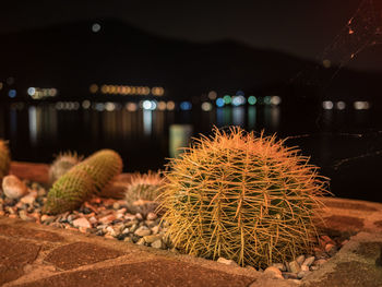 Close-up of succulent plant