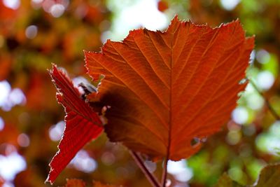 Close-up of red maple leaves