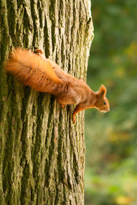 Close-up of squirrel on tree trunk