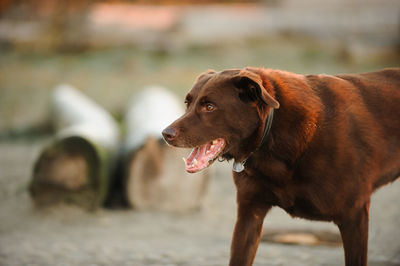 Close-up of dog sitting on beach