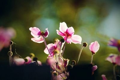Close-up of pink flower