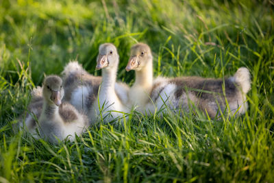 Sheep in a field