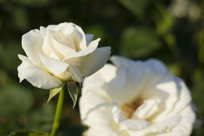 Close-up of white rose flower