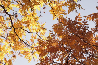 Low angle view of maple tree against sky