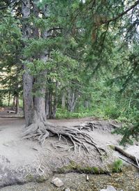 Trees in forest