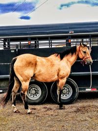 Cow standing in ranch against sky