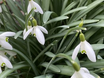 Close-up of white flowering plants