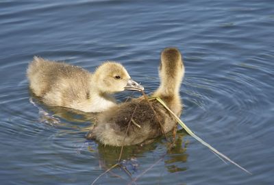 Duck in a lake