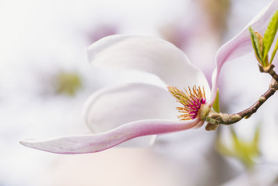 Close-up of pink flower