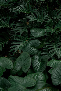 Full frame shot of fresh green leaves