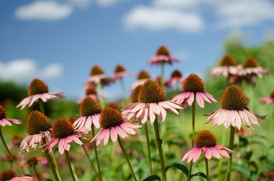 Close-up of flowers