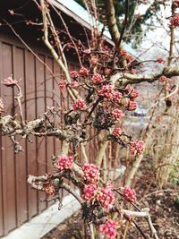 Close-up of pink cherry blossom tree