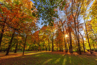 Trees in autumn against bright sun