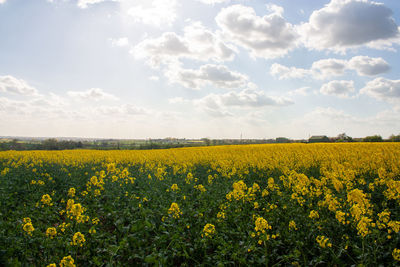 Scenic view of oilseed rape field against sky