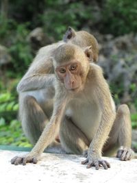 Close-up of monkey sitting outdoors