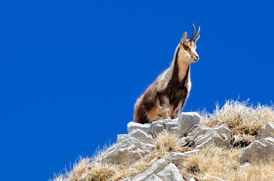 Low angle view of chamois on rock against blue sky