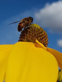 Close-up of bee perching on yellow flower