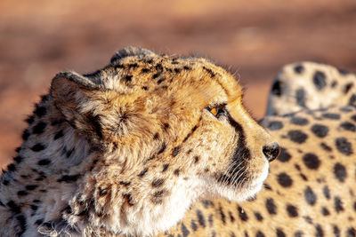 Close-up of a cat looking away