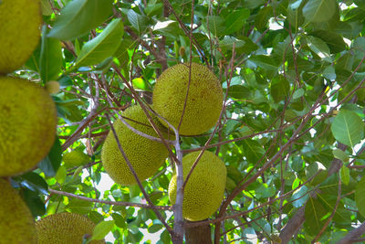 Low angle view of fruits growing on tree