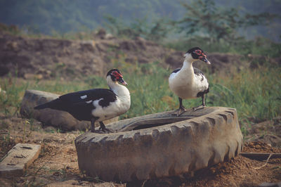 Birds perching on a land