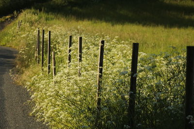 Wooden posts on field