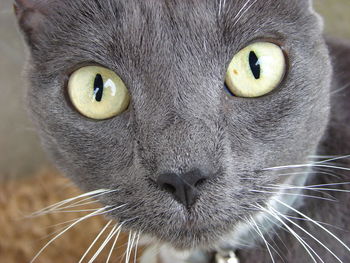 Close-up portrait of cat