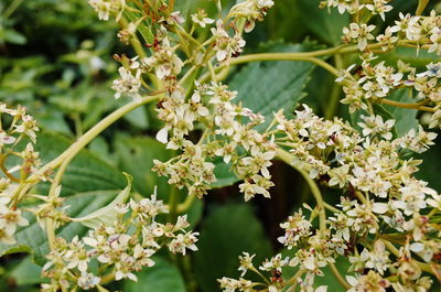 Close-up of flowering plant