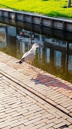 View of seagull on wooden bridge