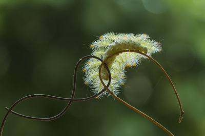 Fire caterpillar on unique branch