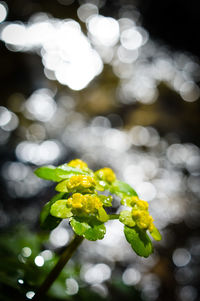 Close-up of yellow flowering plant