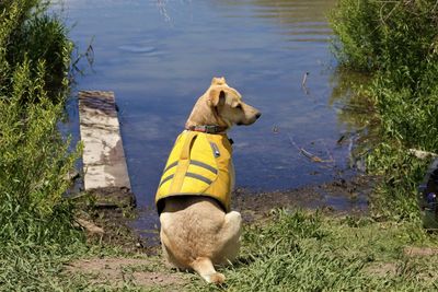 Dog standing on lakeshore