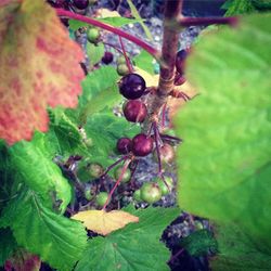 Close-up of grapes