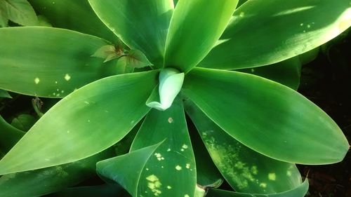 Close-up of leaves