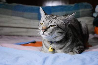 Close-up of a cat looking away