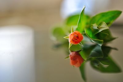 Close-up of red rose