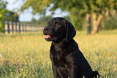 Portrait of a cute black labrador puppy sitting in the garden