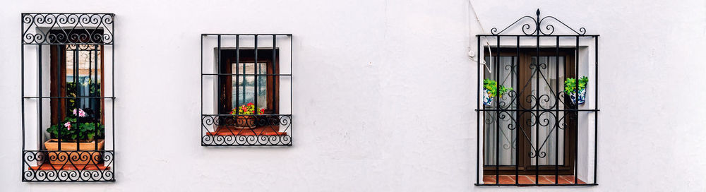 Potted plant on window of building