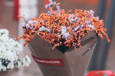 Close-up of potted plant