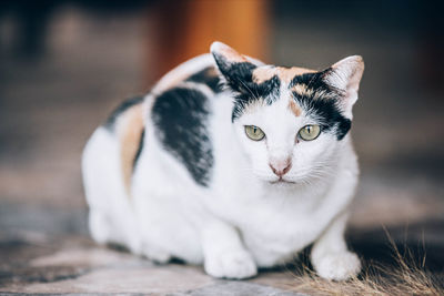 Close-up portrait of a cat