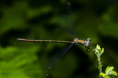 Close-up of a damselfly  on plant against blurred background