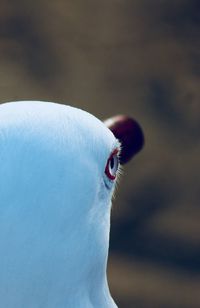 Close-up of bird