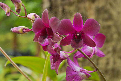 Close-up of pink flowering plant