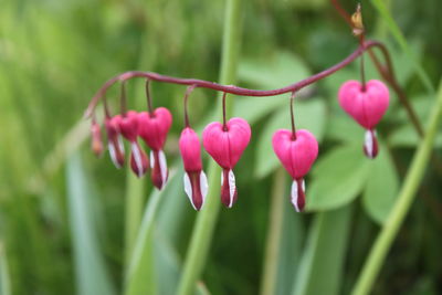 Close-up of pink flowering plants