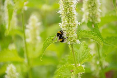Close-up of bee pollinating on flower