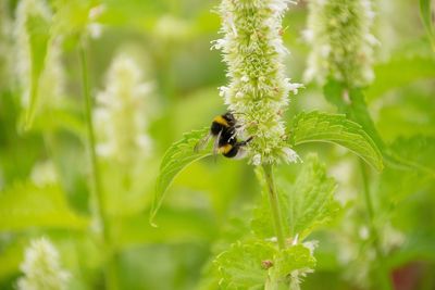 Close-up of bee pollinating on flower